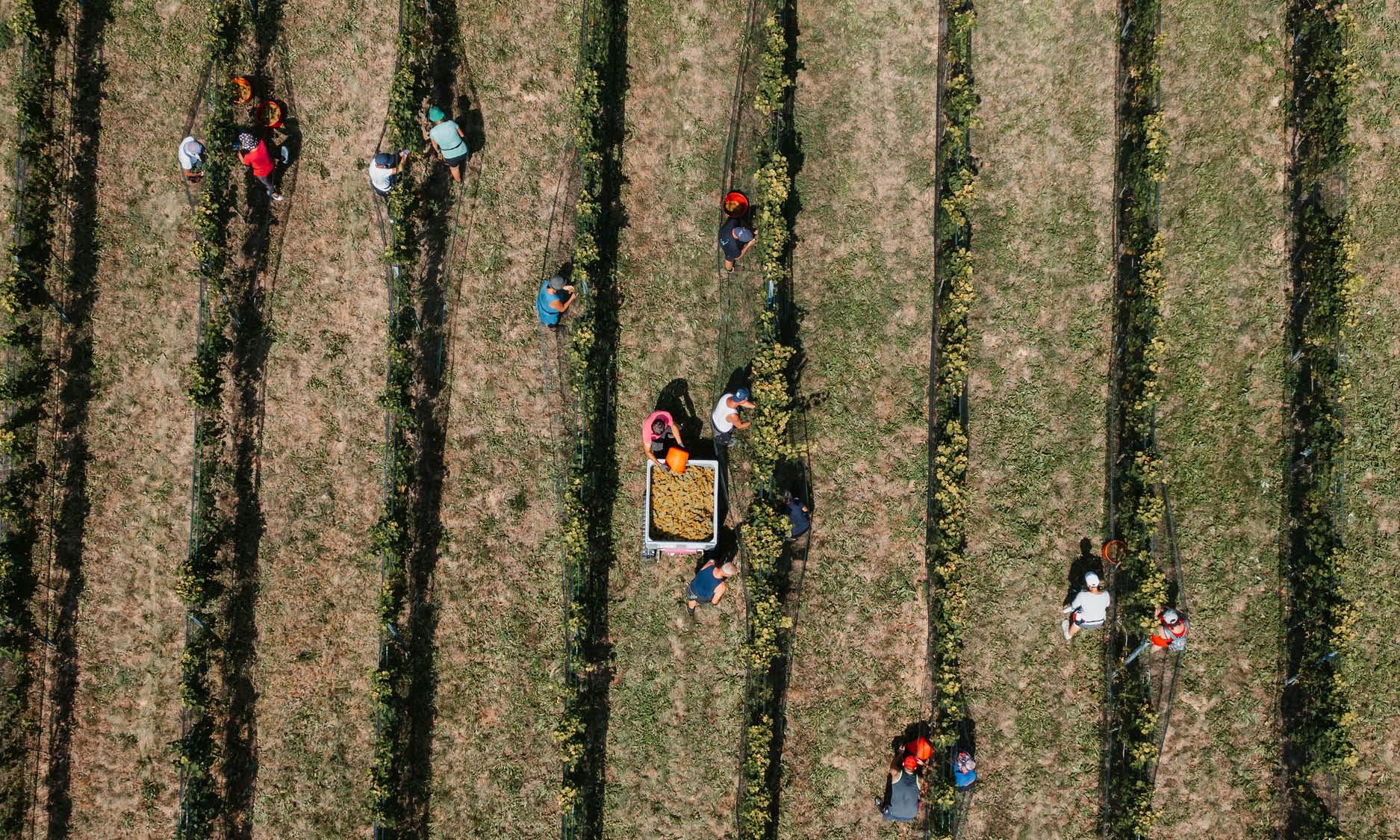 Winery Tschermonegg detail